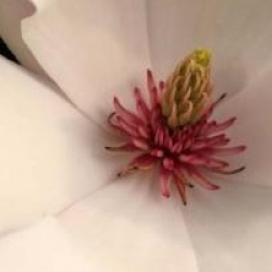 Magnolia x soulangeana