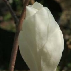 Magnolia x soulangeana 'Alba Superba'