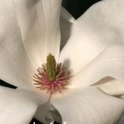 Magnolia x soulangeana 'Alba Superba'