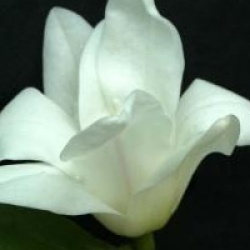 Magnolia Alba Superba