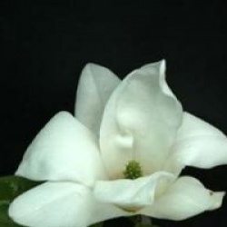 Magnolia x soulangeana 'Alba Superba'