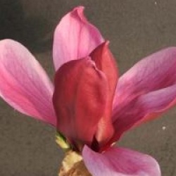 Magnolia x soulangeana 'Rustica Rubra'
