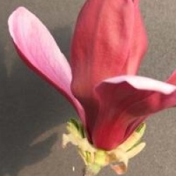 Magnolia x soulangeana 'Rustica Rubra'