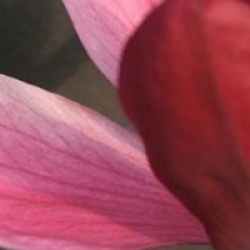 Magnolia x soulangeana 'Rustica Rubra'