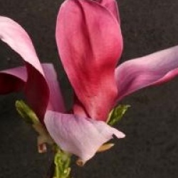 Magnolia x soulangeana 'Rustica Rubra'