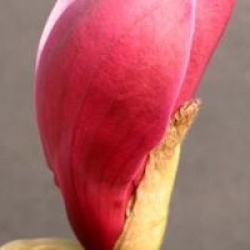 Magnolia x soulangeana 'Rustica Rubra'