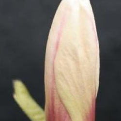 Magnolia x soulangeana 'San Jose'