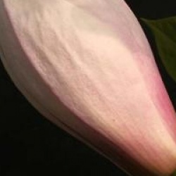 Magnolia x soulangeana 'San Jose'