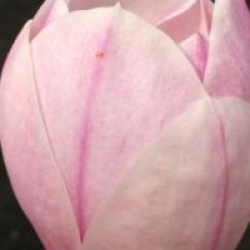 Magnolia x soulangeana 'San Jose'