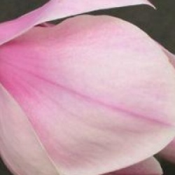 Magnolia x soulangeana 'San Jose'