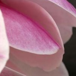 Magnolia x soulangeana 'San Jose'