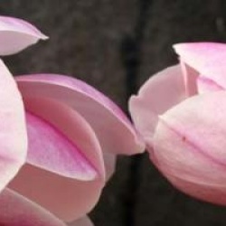 Magnolia x soulangeana 'San Jose'