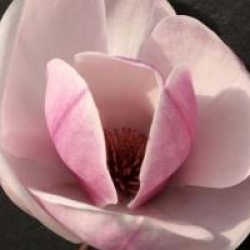 Magnolia x soulangeana 'San Jose'