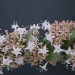 Abelia chinensis