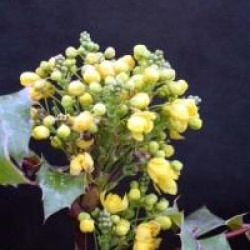 Mahonia aquifolium - Mahonia � feuilles de houx