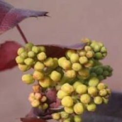 Mahonia aquifolium