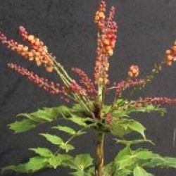 Mahonia nitens 'Cabaret' �