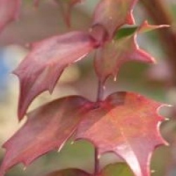 Mahonia nitens 'Cabaret' �