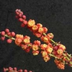 Mahonia nitens 'Cabaret' � - Mahonia Cabaret 
