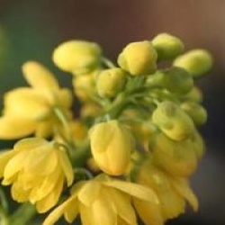 Mahonia x media 'Charity' - Mahonia Charity