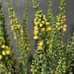 Mahonia x media 'Charity'