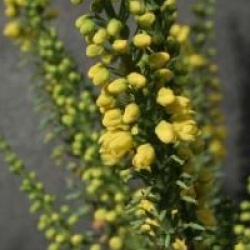 Mahonia x media 'Charity'