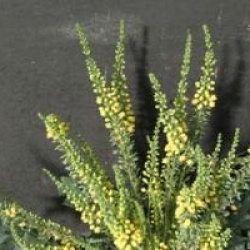 Mahonia x media 'Charity'