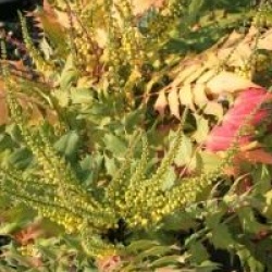 Mahonia x media 'Charity'