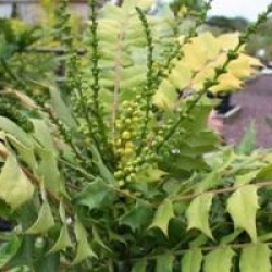 Mahonia x media 'Charity'