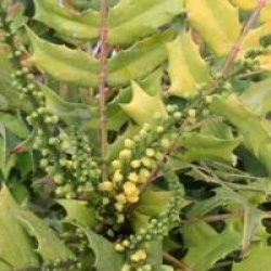 Mahonia x media 'Charity'