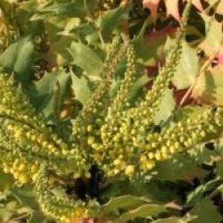 Mahonia x media 'Charity'