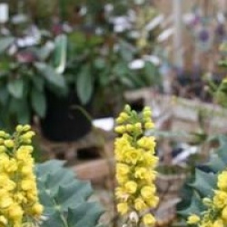 Mahonia x media 'Winter Sun' - Mahonia Winter Sun