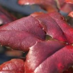 Mahonia x media 'Winter Sun'