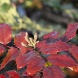 Mahonia x media 'Winter Sun'