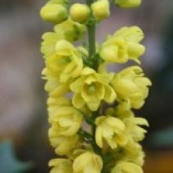 Mahonia x media 'Winter Sun'