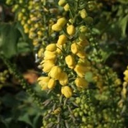 Mahonia x media 'Winter Sun'