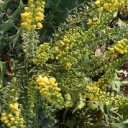Mahonia x media 'Winter Sun'
