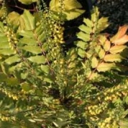 Mahonia x media 'Winter Sun'