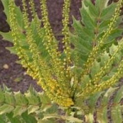 Mahonia x media 'Lionel Fortescue' - Mahonia Lionel Fortescue
