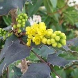 Mahonia Pinnacle
