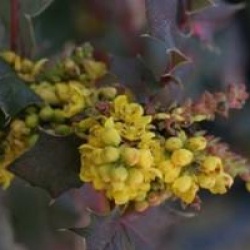 Mahonia x wagneri 'Pinnacle'