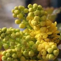 Mahonia x wagneri 'Pinnacle'