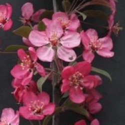Malus Coccinella � 'Courtarou' cov 