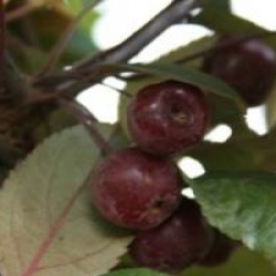 Malus Coccinella � 'Courtarou' cov 