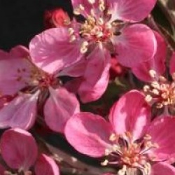 Malus Coccinella � 'Courtarou' cov 