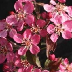 Malus Coccinella � 'Courtarou' cov  - Pommier � fleurs Coccinella