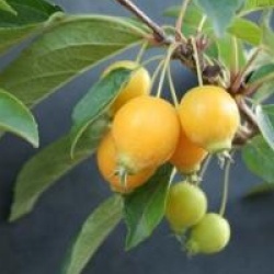 Malus 'Comtesse de Paris' - Pommier � fleurs Comtesse de Paris