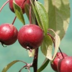 Malus 'Echtermeyer'