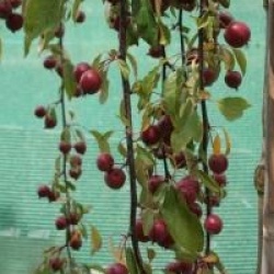 Malus 'Echtermeyer'