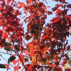 Acer rubrum 'October Glory'